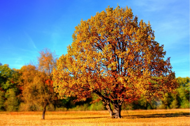 parco-autunno